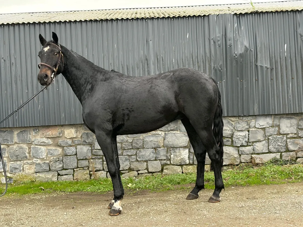 3yo gelding for sale - Image 3