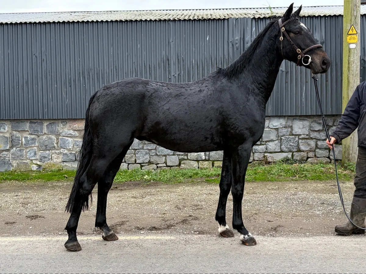 3yo gelding for sale - Image 4