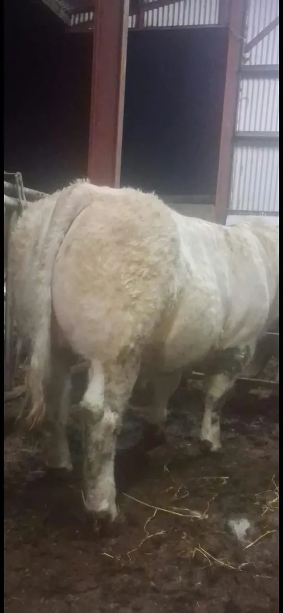 Charlois bull - Image 2