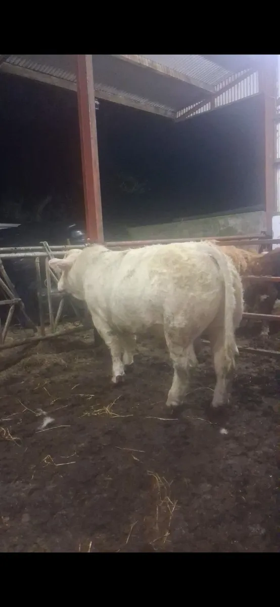 Charlois bull - Image 1