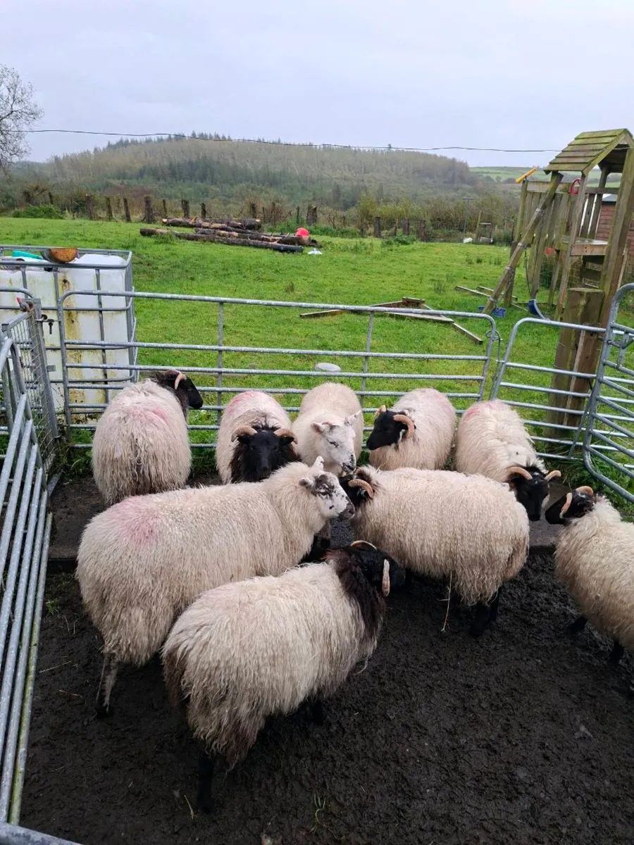 ewe lambs - Image 1