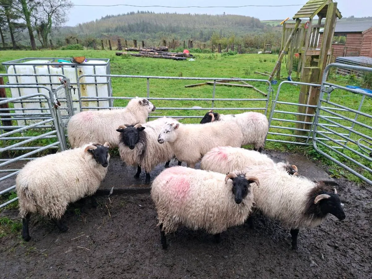 ewe lambs - Image 2