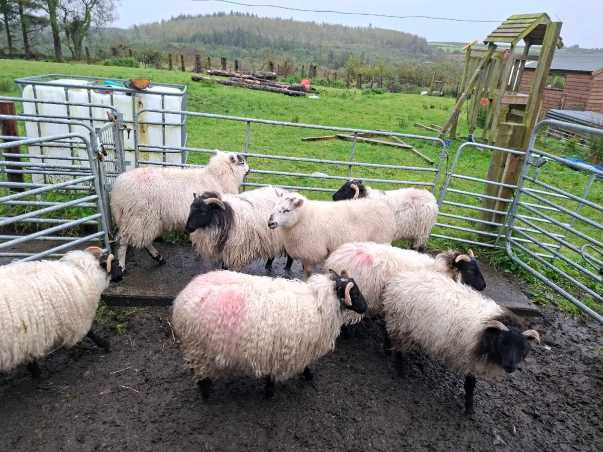 ewe lambs - Image 3