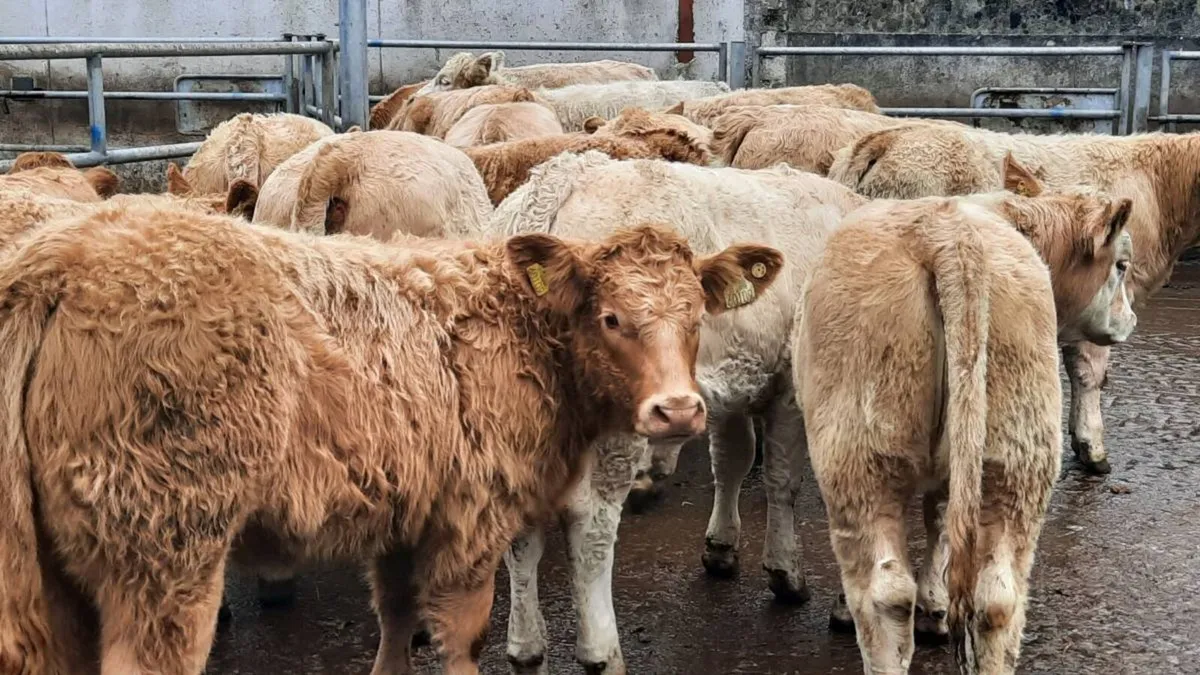 20 Super Charolais Heifers - Image 1