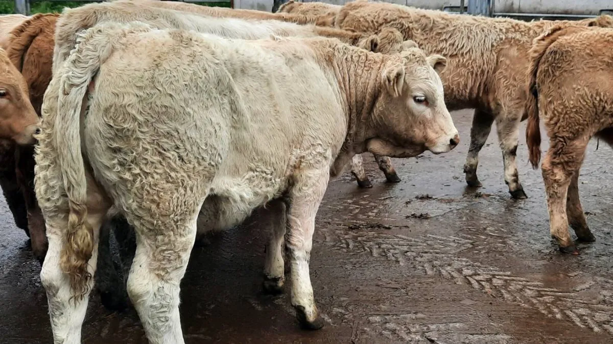 20 Super Charolais Heifers - Image 2