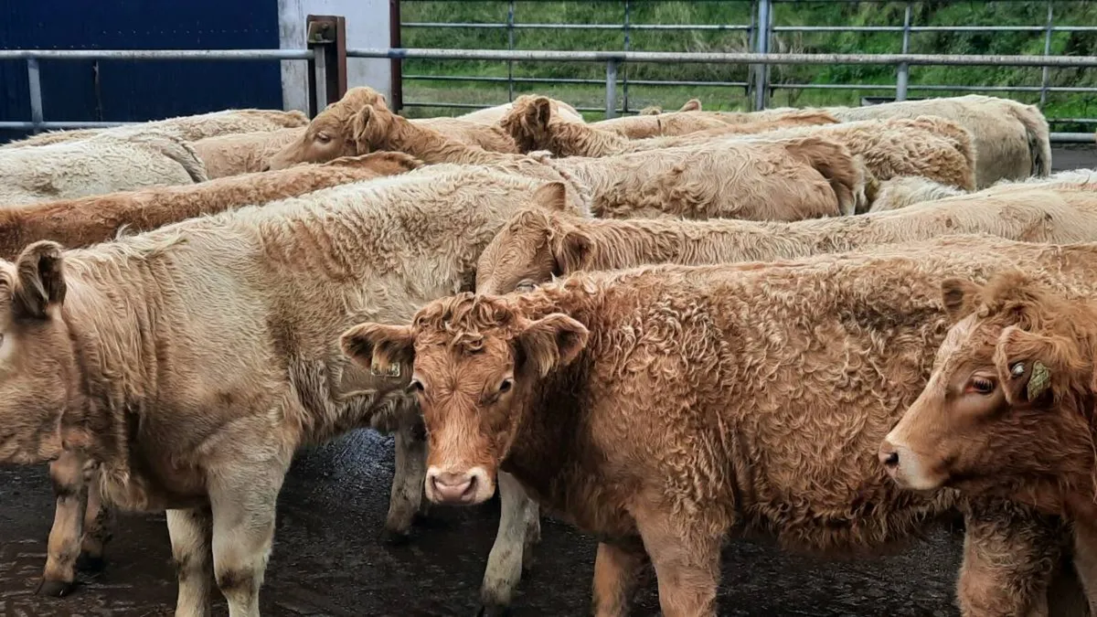20 Super Charolais Heifers - Image 4
