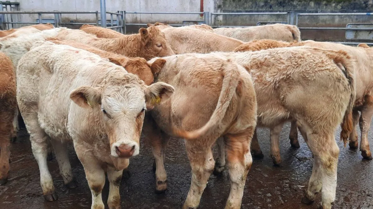 20 Super Charolais Heifers - Image 3