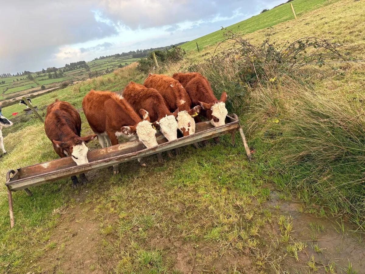 Weanlings - Image 1