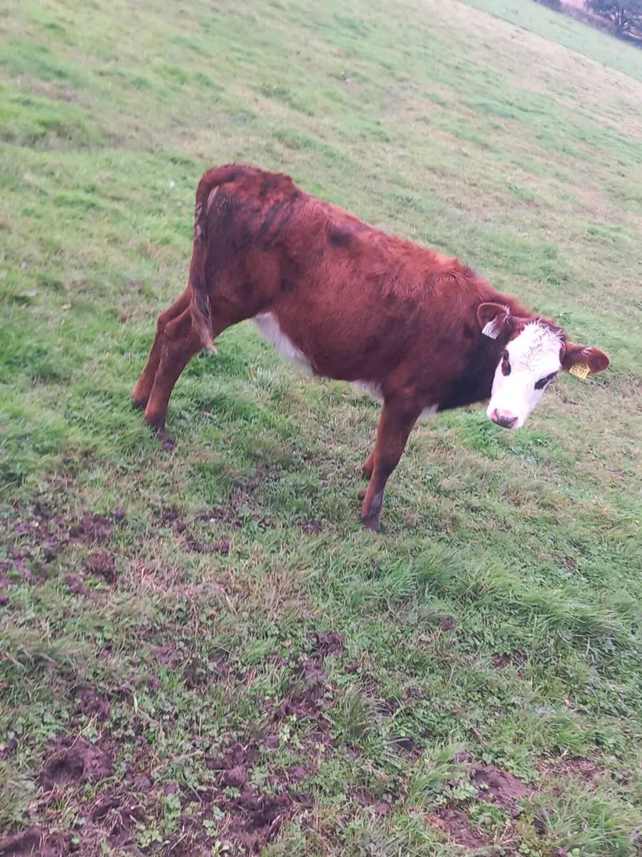Weanlings - Image 2