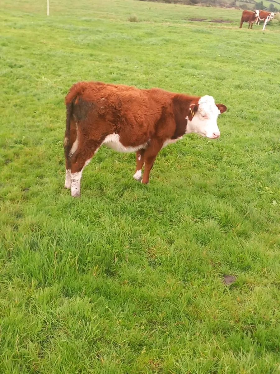 Weanlings - Image 4