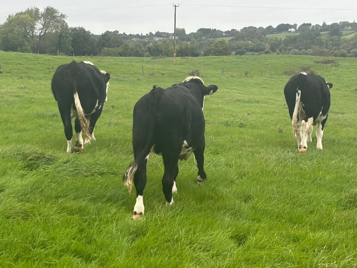 Hereford Bullocks - Forward Stores - Image 3