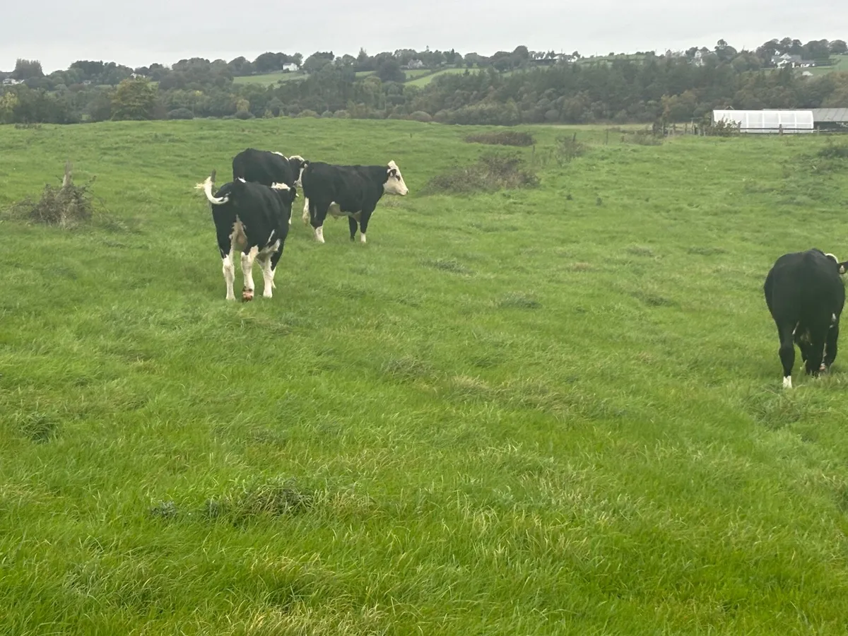 Hereford Bullocks - Forward Stores - Image 4