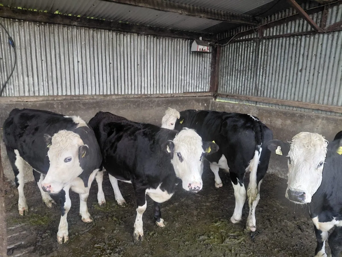 Hereford Bullocks - Forward Stores - Image 2