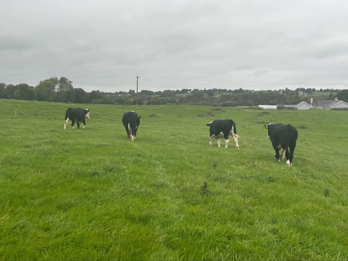 Hereford Bullocks - Forward Stores - Image 1