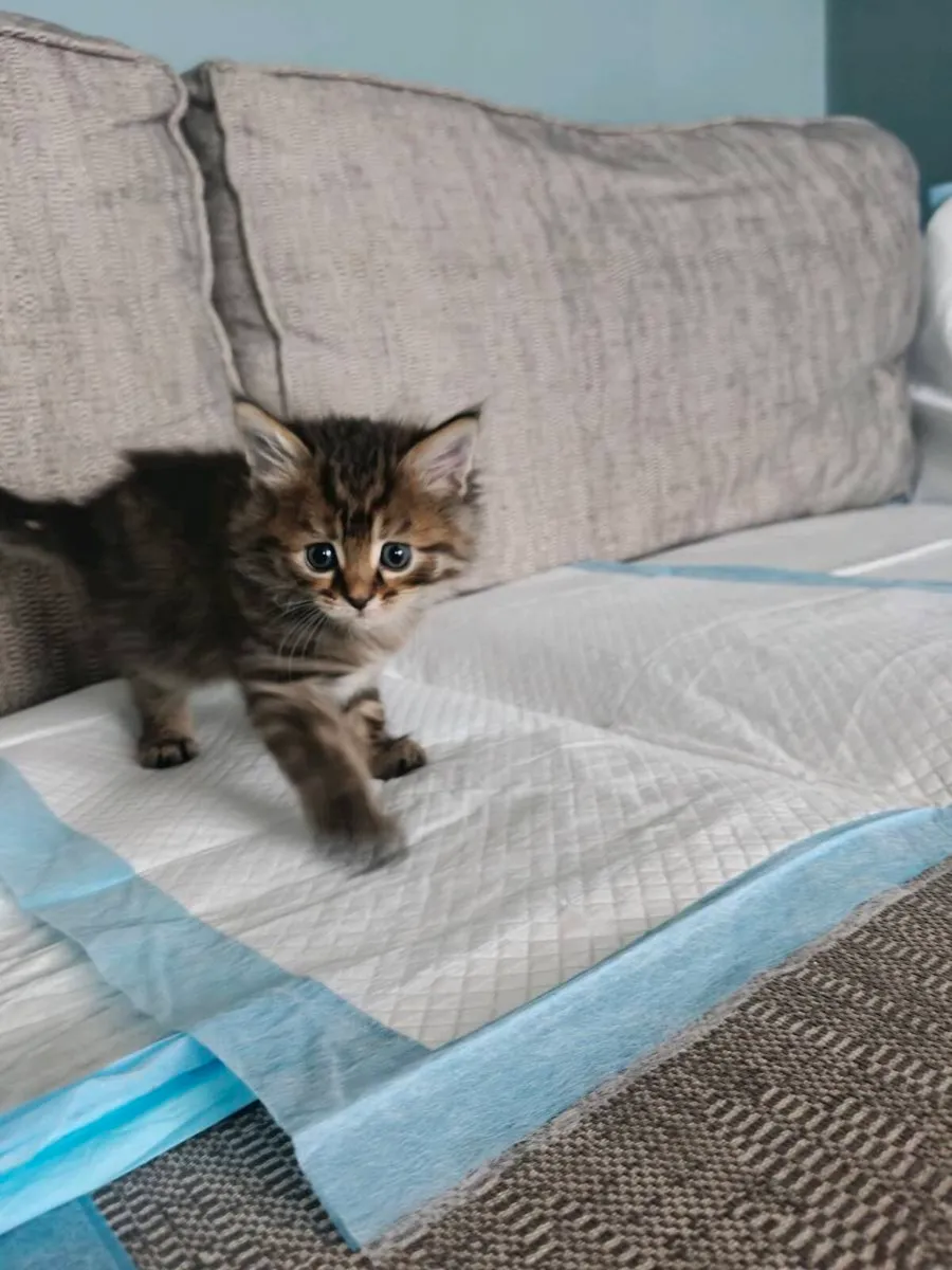 Kittens - Image 2