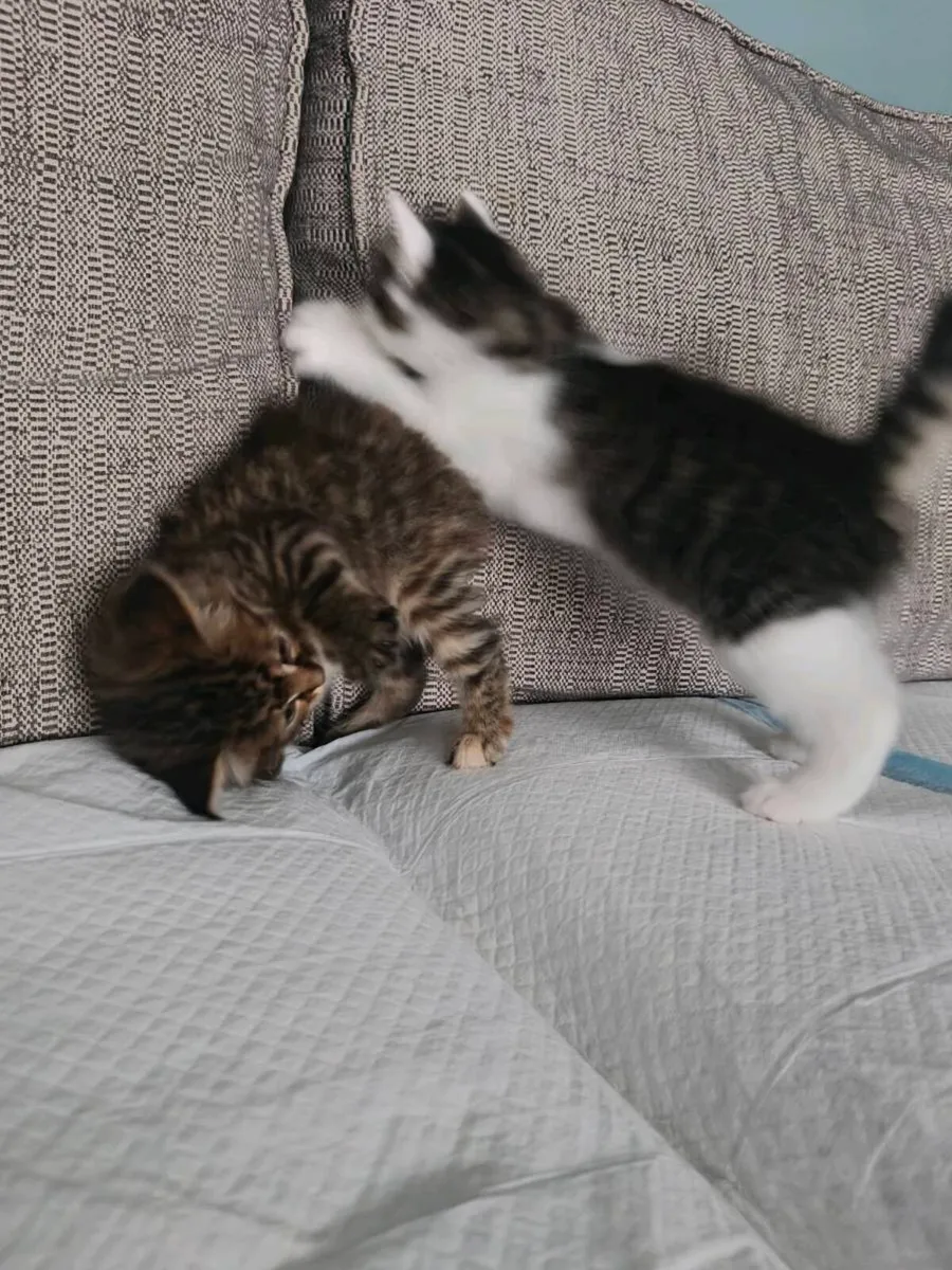 Kittens - Image 3