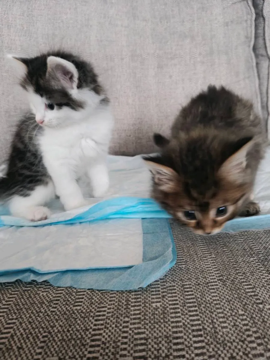 Kittens - Image 4