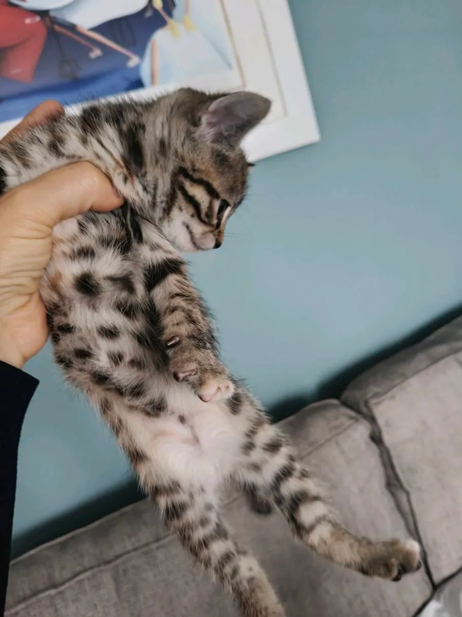 Kittens - Image 1