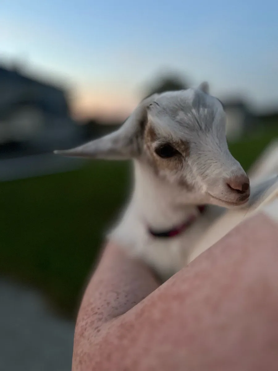 Pygmy Goats - Image 2