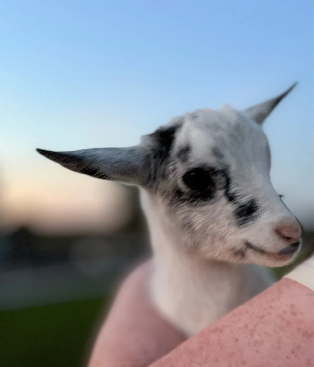 Pygmy Goats - Image 3