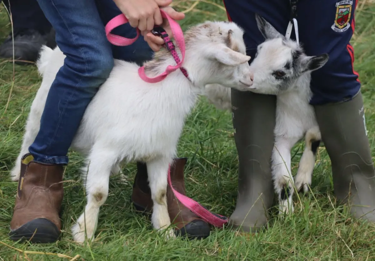Pygmy Goats - Image 1