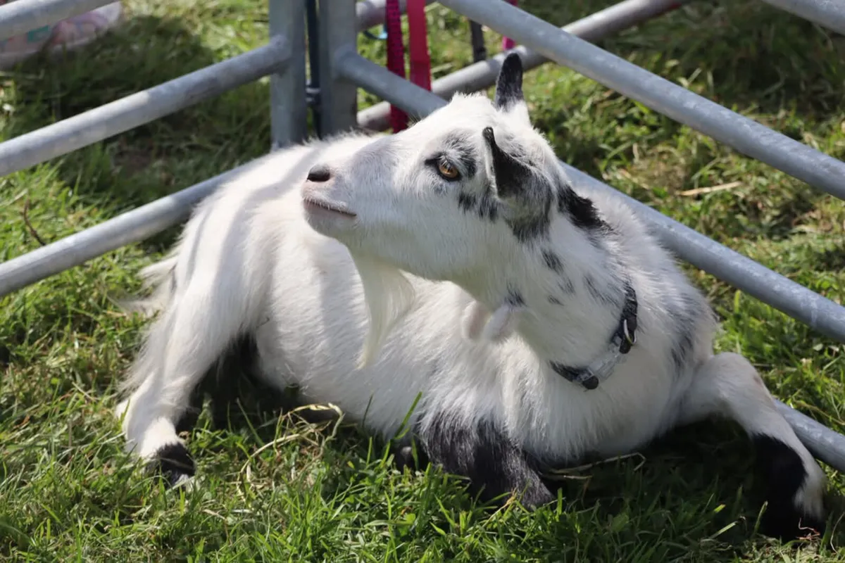 Pygmy Goats - Image 4