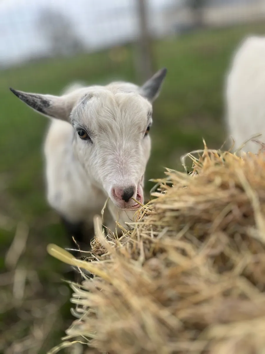 Pygmy Goats - Image 2