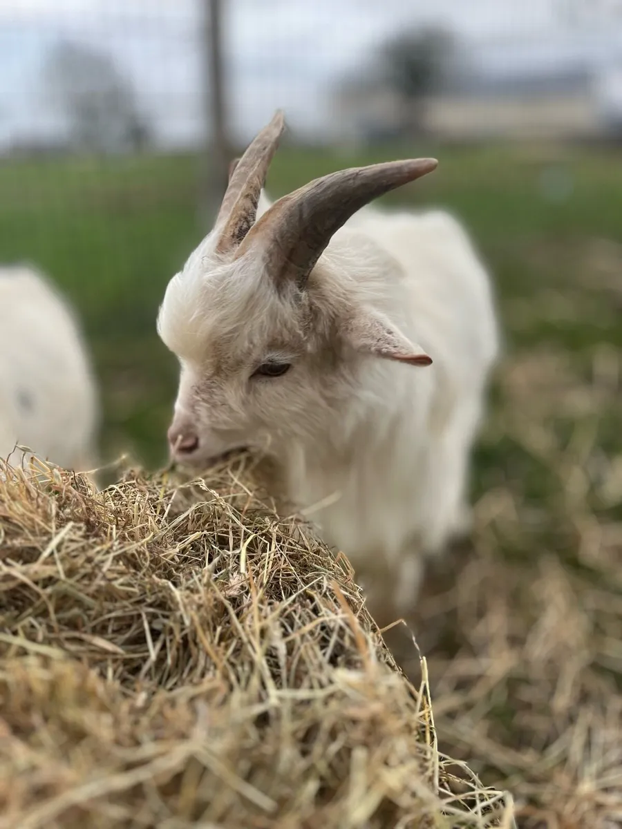 Pygmy Goats - Image 3