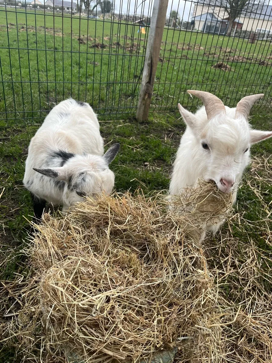 Pygmy Goats - Image 4
