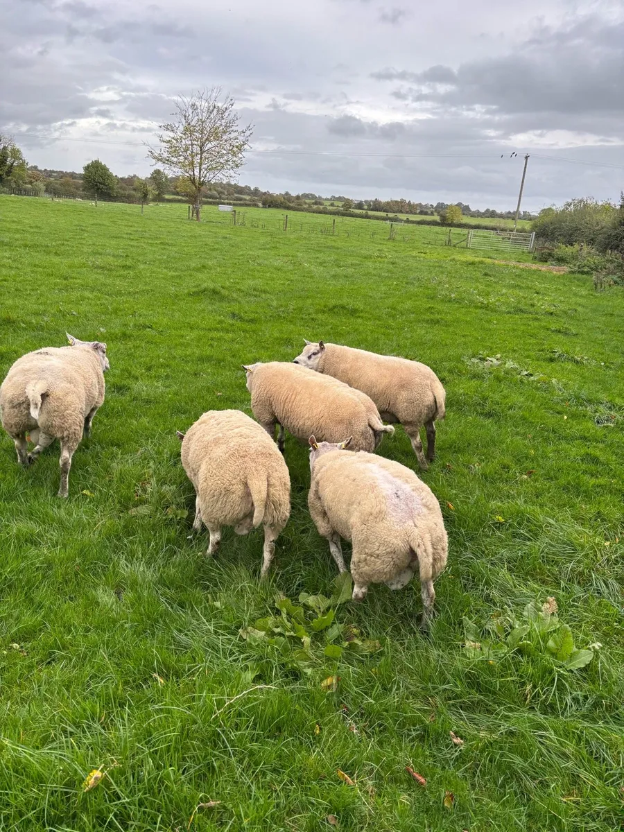 Beltex hogget rams - Image 2