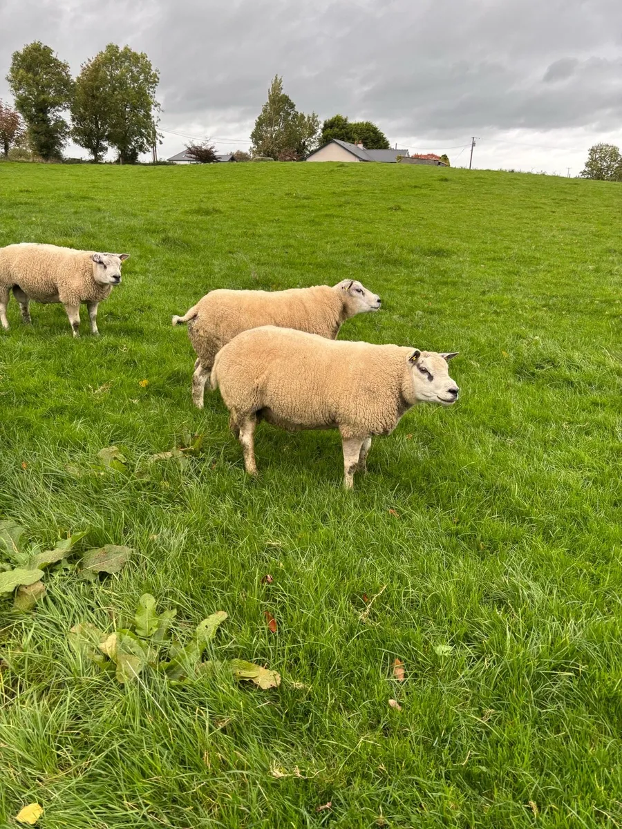 Beltex hogget rams - Image 1