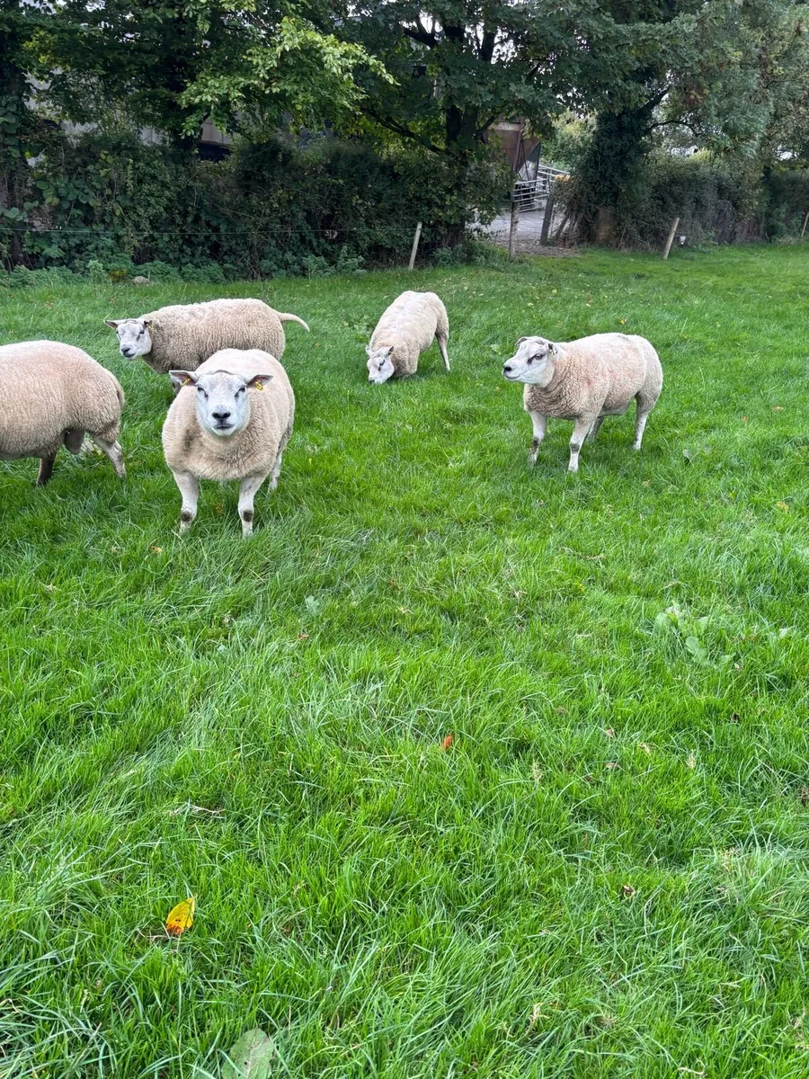 Beltex hogget rams - Image 3