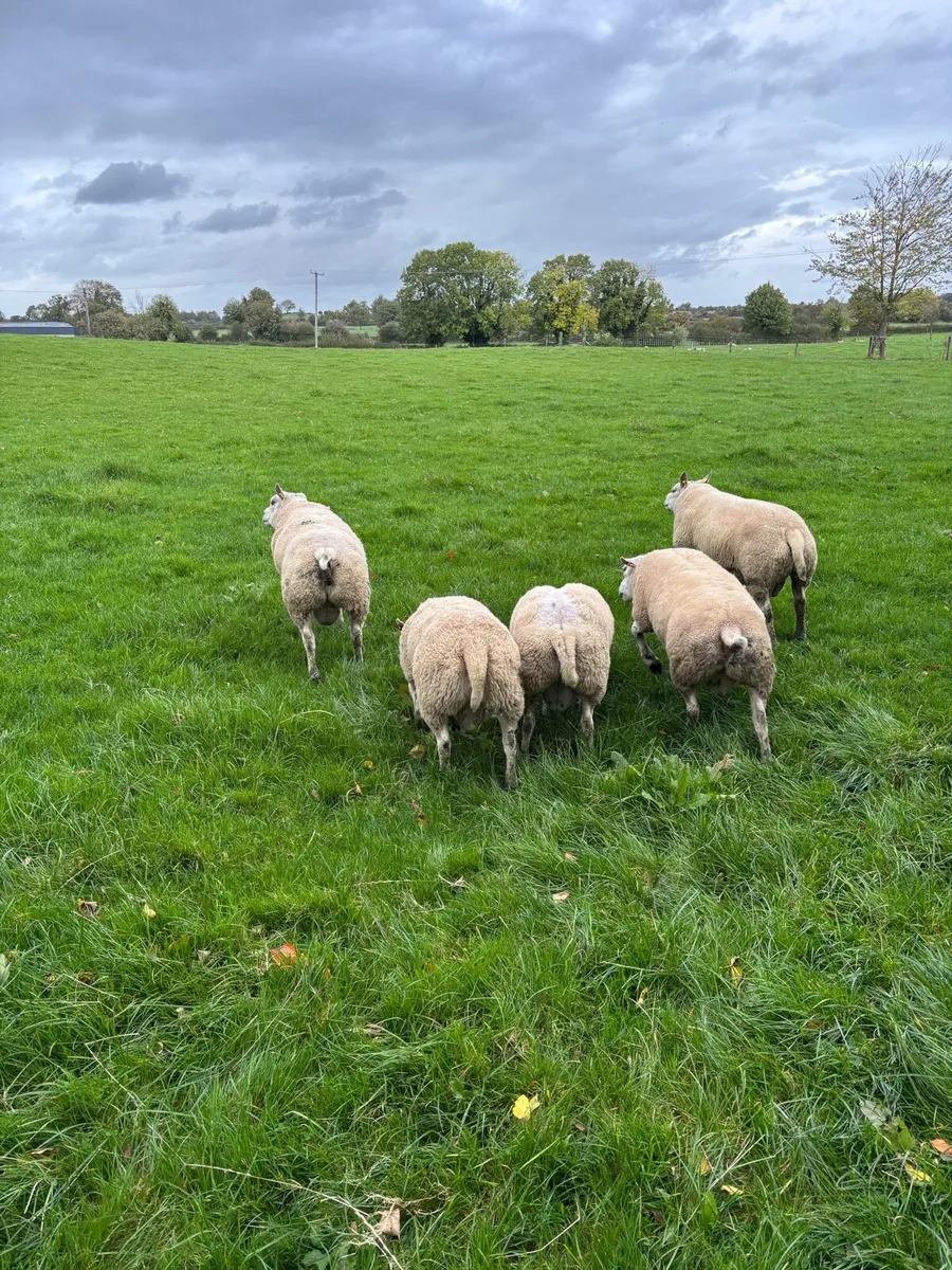 Beltex hogget rams - Image 4