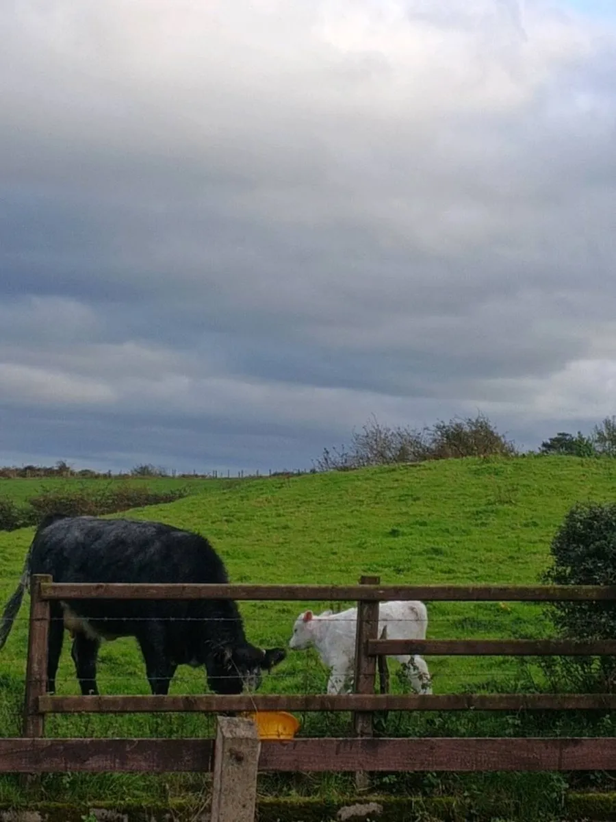 Blue Grey Heifer with calf. - Image 2