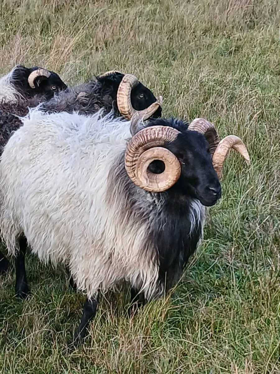Rams - Image 2