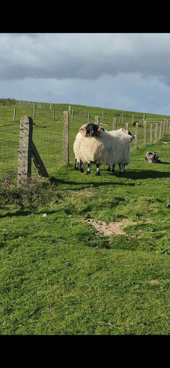 Blackface Year Old Rams - Image 3