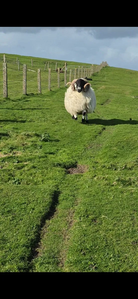 Blackface Year Old Rams - Image 4