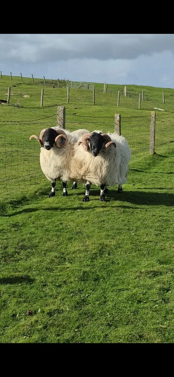Blackface Year Old Rams - Image 1