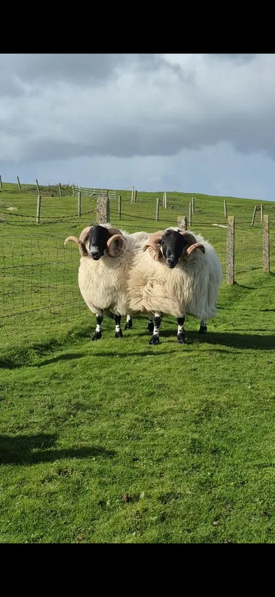 Blackface Year Old Rams - Image 2