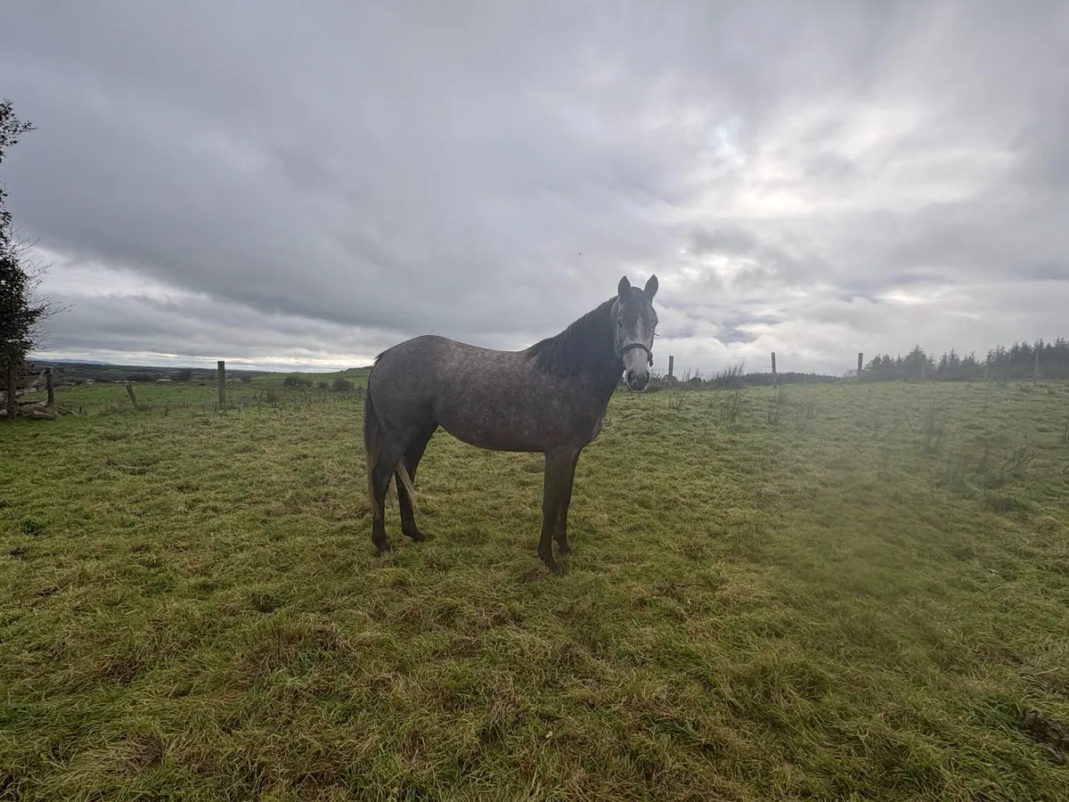 4 year old - Image 2