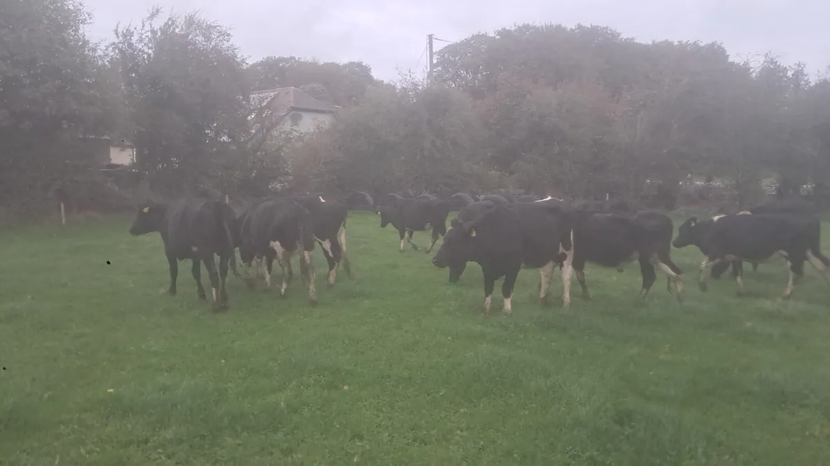 Frisian bulling heifers - Image 2