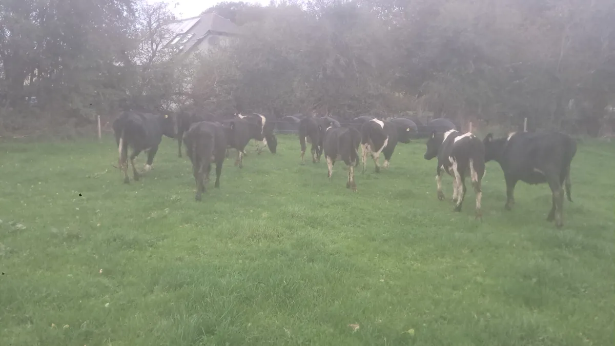 Frisian bulling heifers - Image 4