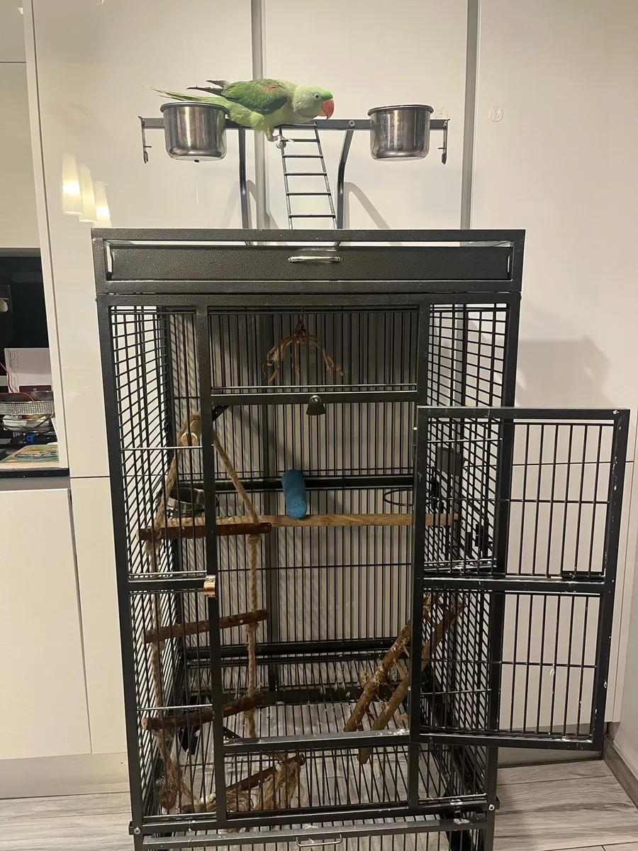Alexandrine Parrot with Cage - Image 2
