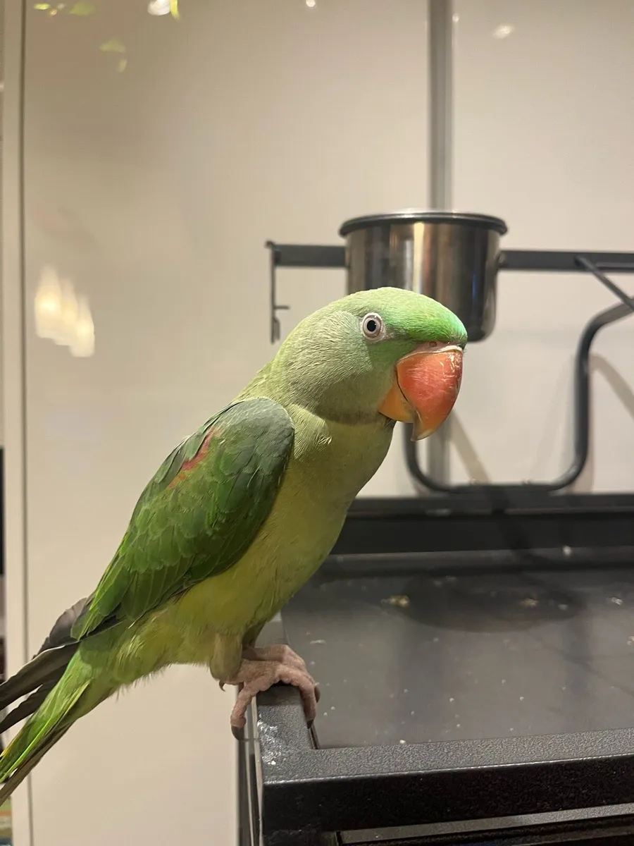 Alexandrine Parrot with Cage - Image 3