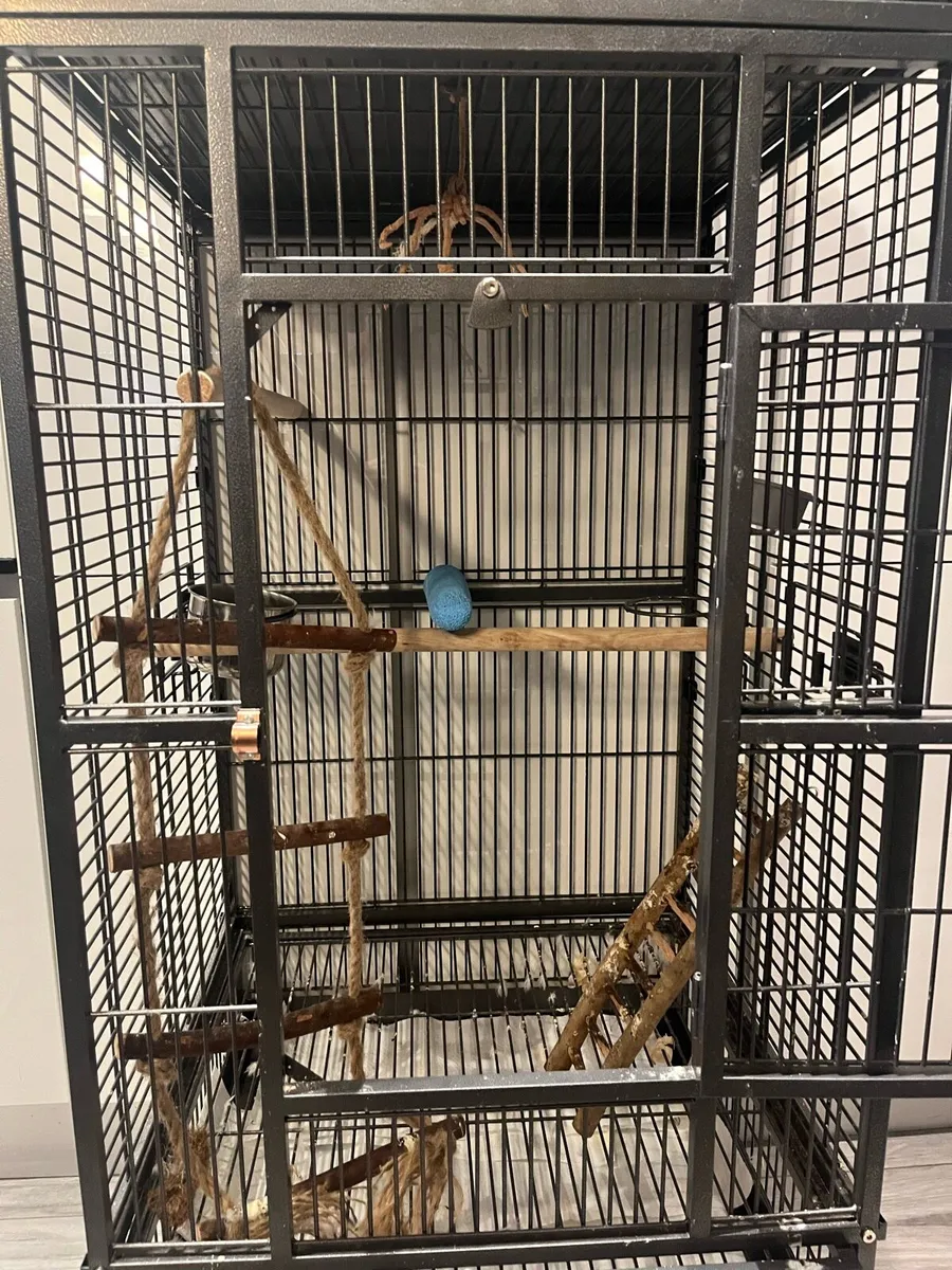 Alexandrine Parrot with Cage - Image 4
