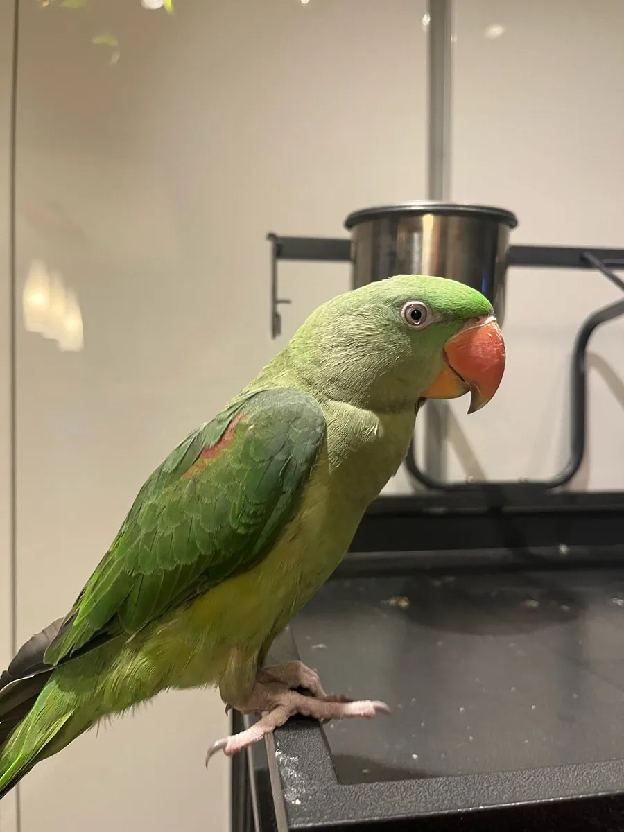 Alexandrine Parrot with Cage - Image 1