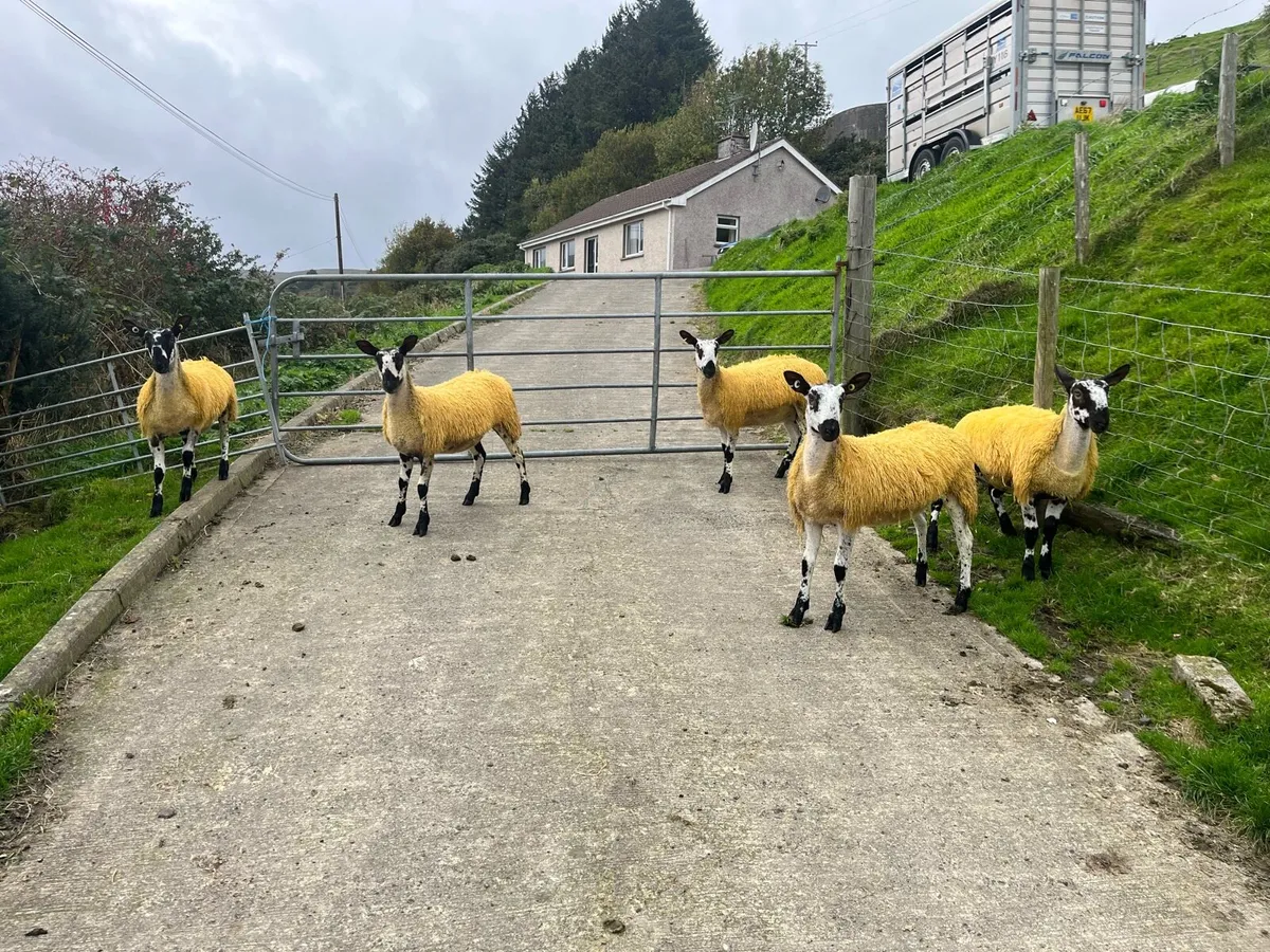 Bluefaced Leicester Ewe Lambs - Image 1