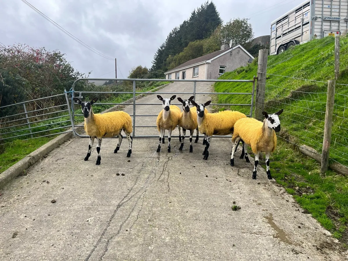 Bluefaced Leicester Ewe Lambs - Image 3