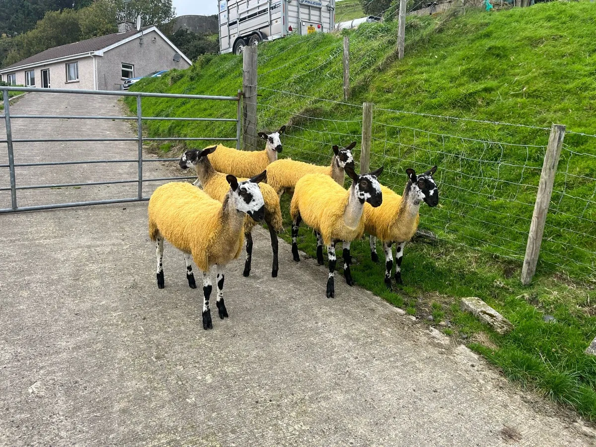 Bluefaced Leicester Ewe Lambs - Image 2
