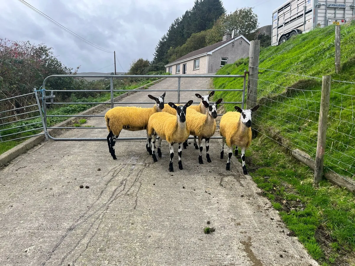 Bluefaced Leicester Ewe Lambs - Image 4